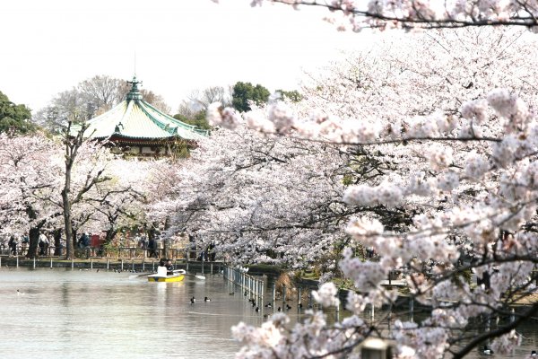 Sakura Japan Korea 櫻花預測