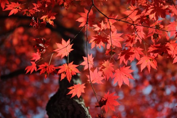 紅葉的季節已經來臨！Autumn Leave