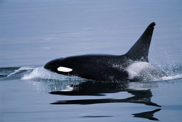 最佳季节! 追踪座头鲸大迁徙 | 珀斯, 澳大利亚 | 品味游