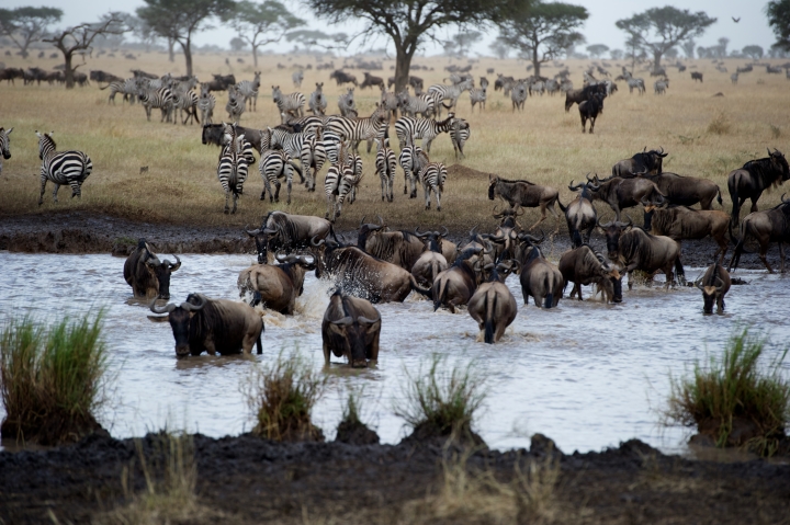 South Africa,  The great migration