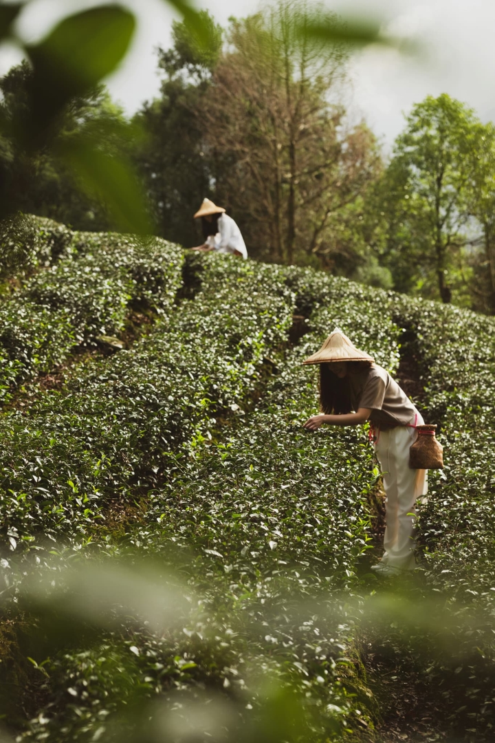 Tea Journey by Capella Taipei | Luxe Travel Tea Journey by Capella Taipei | Luxe Travel