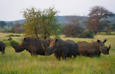 Wild Vacation：南非動物天堂酒店推介，享受野生百態的最佳角度 | 經濟通 ET Net 財經生活網
