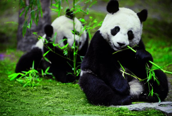 Embrace Panda | Six Senses Qing Cheng Mountain is now open!