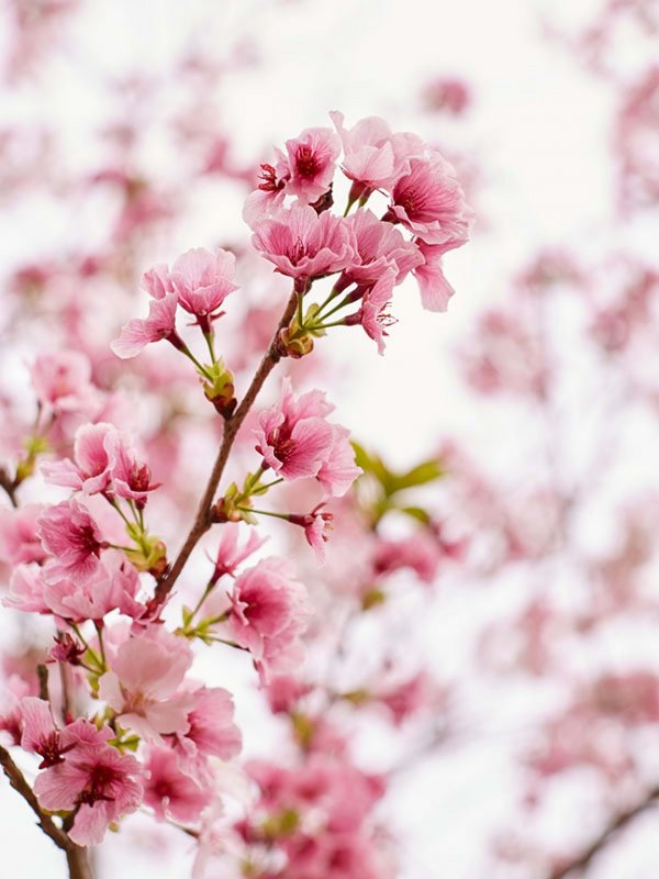 Latest Forecast  - Cherry Blossom | Japan | Luxe Travel