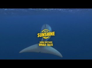 Whale watching season has arrived! | Queensland, Australia