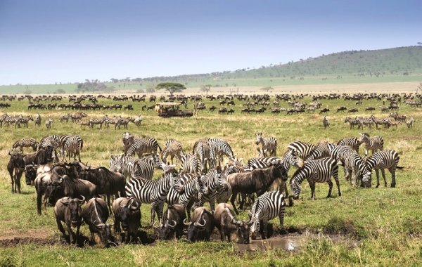 Wildbeast migration period in Tanzania is about to start! Plan your safari trip ahead! | Luxe Travel