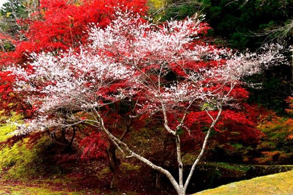 When Autumn Leaves Meet Sakura | Luxe Travel