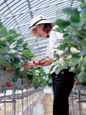 Enjoy Strawberry Harvest in Kyushu, Japan