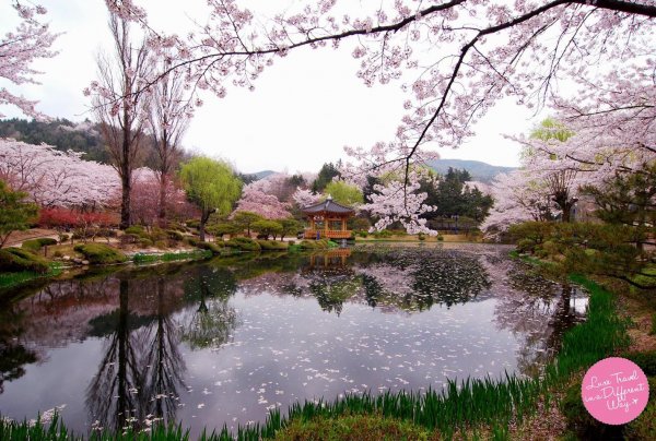 Cherry Blossom in Korea. BOOK NOW!