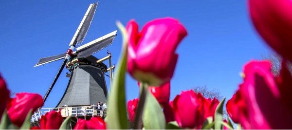 Experience Amsterdam in Bloom | LUXE TRAVEL