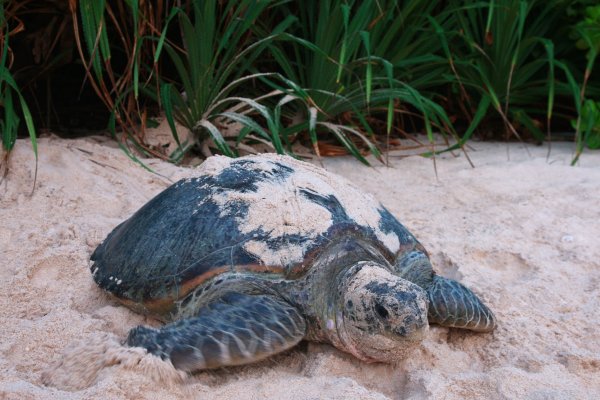 Turtle Season at Six Senses Con Dao Vietnam