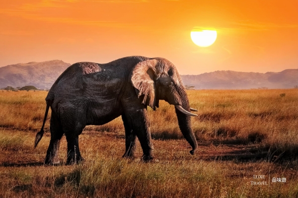 Fun Fact of African Elephants! – Tanzania, Africa