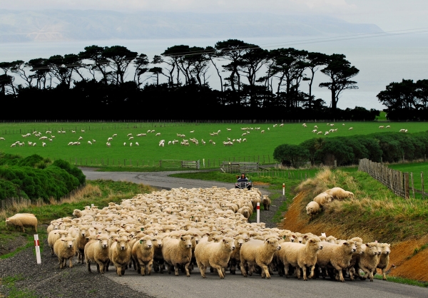 ⚡ 開啟紐西蘭非凡之旅 雙11限時優惠 | 紐西蘭航空來回機票 HKD5,700 起 | 當地精選5星級酒店住宿 享獨家住宿優惠及禮遇