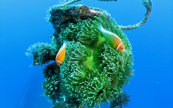 Finding  Nemo | New Six Senses Fiji | Luxe Travel