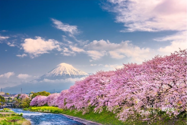 New Time Limited Luxe Journey ! Enjoy All Round Sakura Journey in Kanto Japan