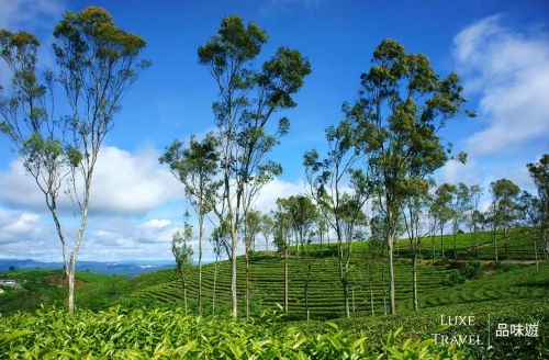 Dalat Tea Plantation and coffee farm LUXE Private Day Tour